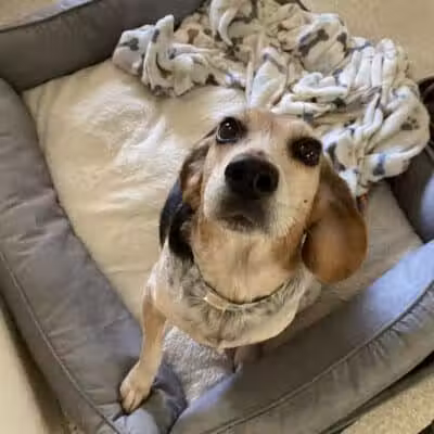 Tipp to Tail Pet Resort and Spa - Tipp City, OH