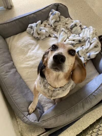 Tipp to Tail Pet Resort and Spa - Tipp City, OH