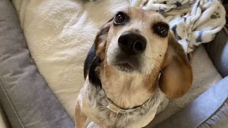 Tipp to Tail Pet Resort and Spa - Tipp City, OH