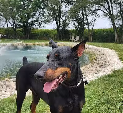 Tipp to Tail Pet Resort and Spa - Tipp City, OH