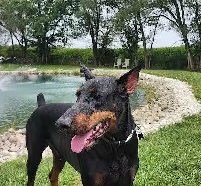 Tipp to Tail Pet Resort and Spa - Tipp City, OH