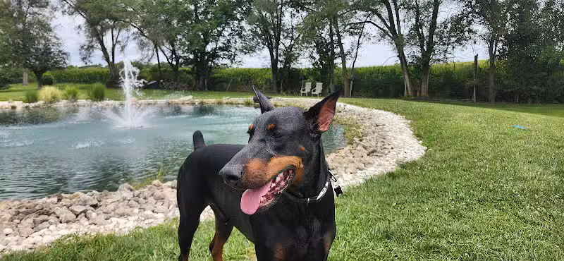 Tipp to Tail Pet Resort and Spa - Tipp City, OH