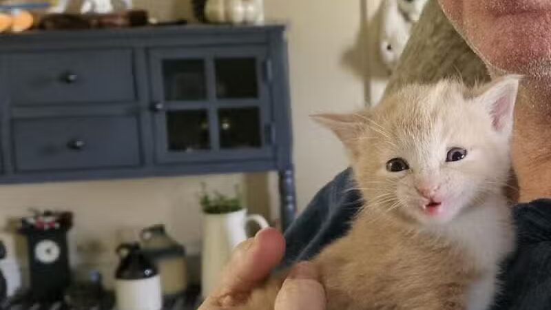 Tipp to Tail Pet Resort and Spa - Tipp City, OH