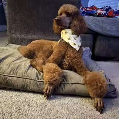 Tipp to Tail Pet Resort and Spa - Tipp City, OH