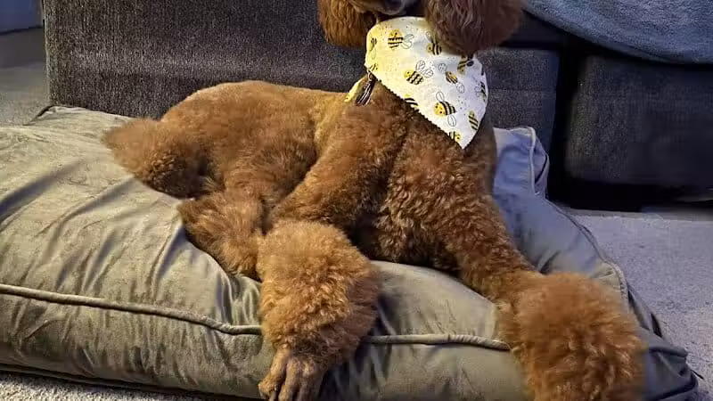 Tipp to Tail Pet Resort and Spa - Tipp City, OH