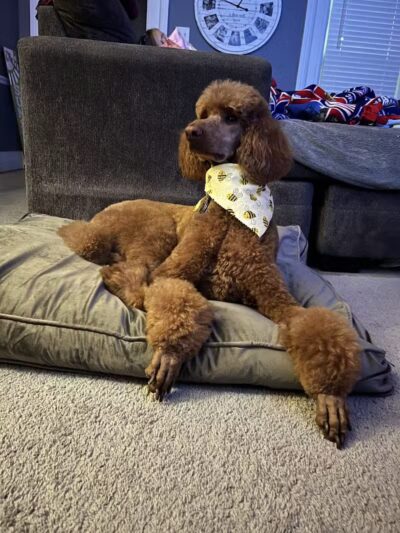 Tipp to Tail Pet Resort and Spa - Tipp City, OH