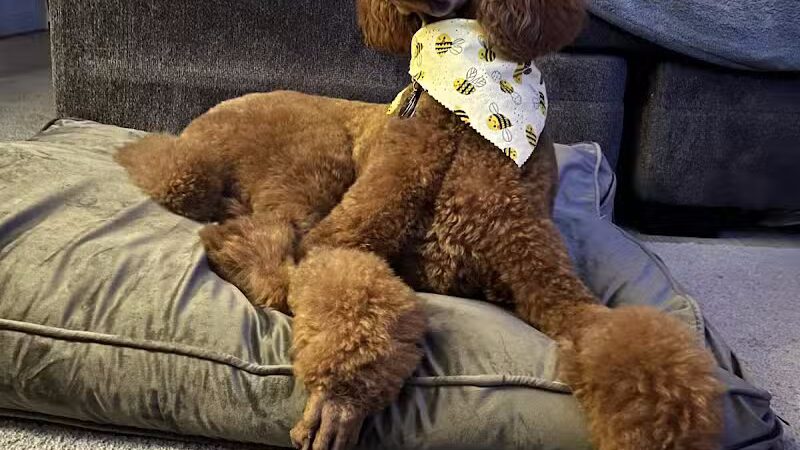 Tipp to Tail Pet Resort and Spa - Tipp City, OH