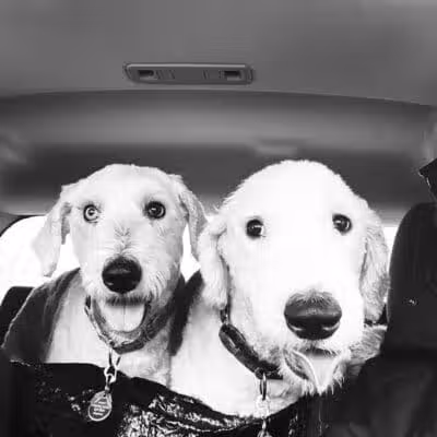 Tipp to Tail Pet Resort and Spa - Tipp City, OH