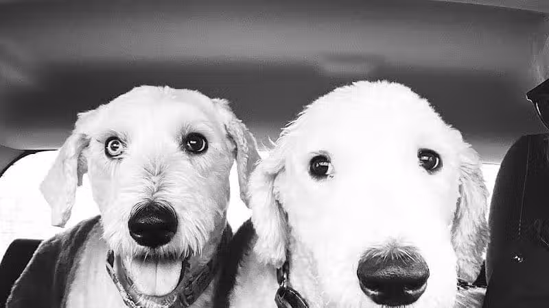 Tipp to Tail Pet Resort and Spa - Tipp City, OH