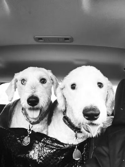 Tipp to Tail Pet Resort and Spa - Tipp City, OH