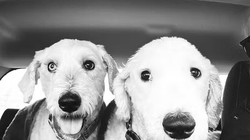 Tipp to Tail Pet Resort and Spa - Tipp City, OH