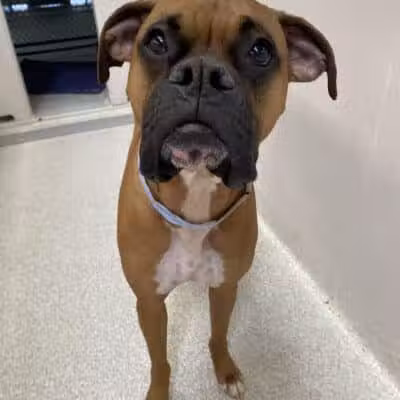 Tipp to Tail Pet Resort and Spa - Tipp City, OH