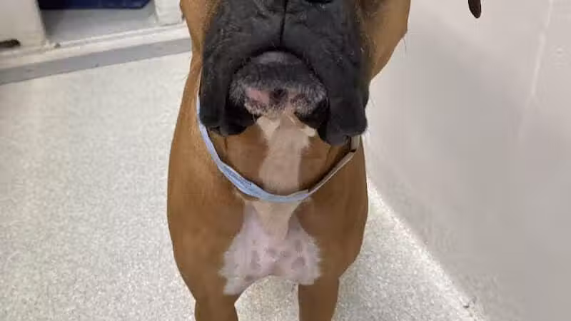 Tipp to Tail Pet Resort and Spa - Tipp City, OH