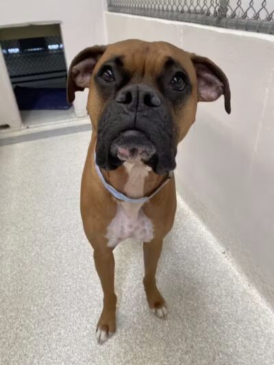 Tipp to Tail Pet Resort and Spa - Tipp City, OH