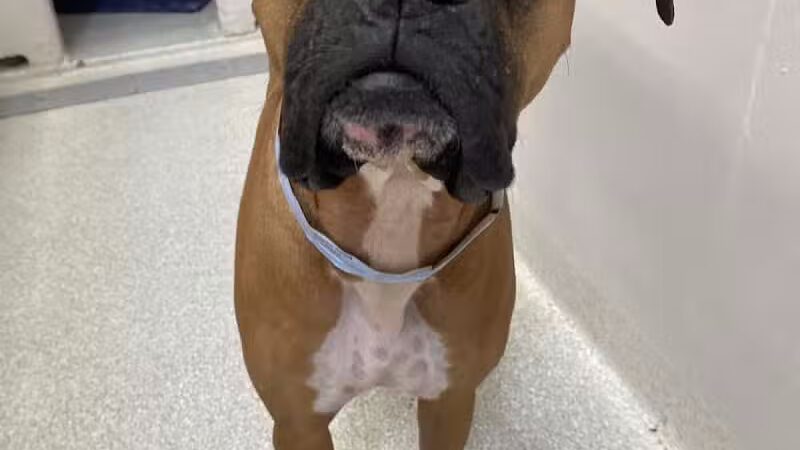 Tipp to Tail Pet Resort and Spa - Tipp City, OH