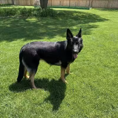 Tipp to Tail Pet Resort and Spa - Tipp City, OH