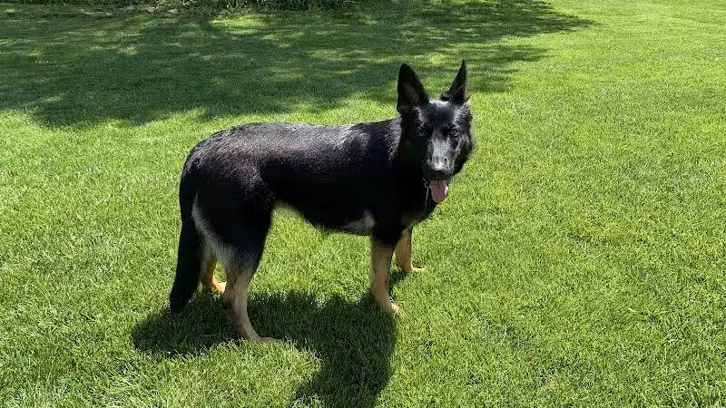 Tipp to Tail Pet Resort and Spa - Tipp City, OH