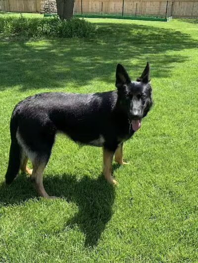 Tipp to Tail Pet Resort and Spa - Tipp City, OH