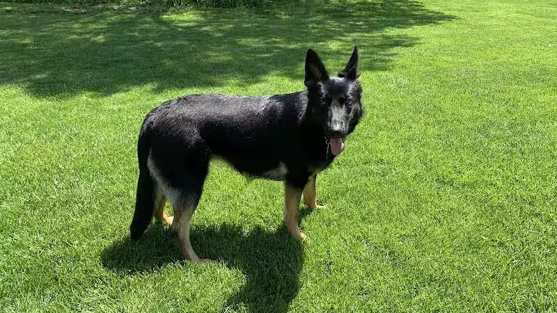 Tipp to Tail Pet Resort and Spa - Tipp City, OH