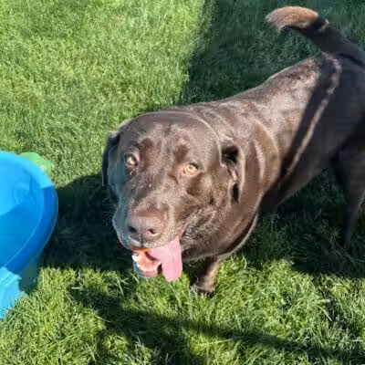 Tipp to Tail Pet Resort and Spa - Tipp City, OH