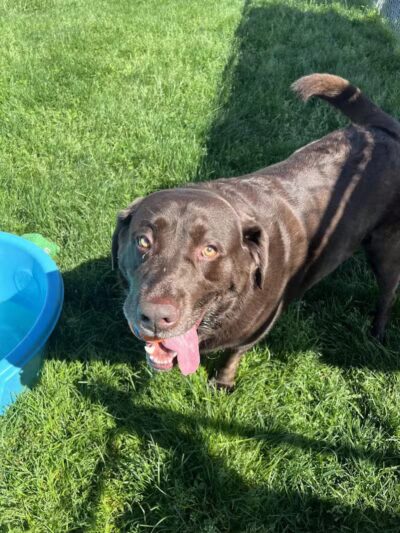 Tipp to Tail Pet Resort and Spa - Tipp City, OH