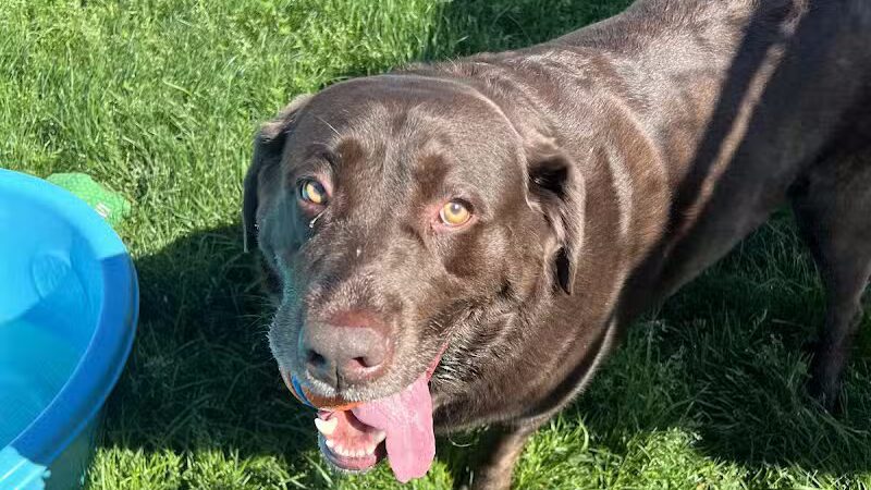 Tipp to Tail Pet Resort and Spa - Tipp City, OH