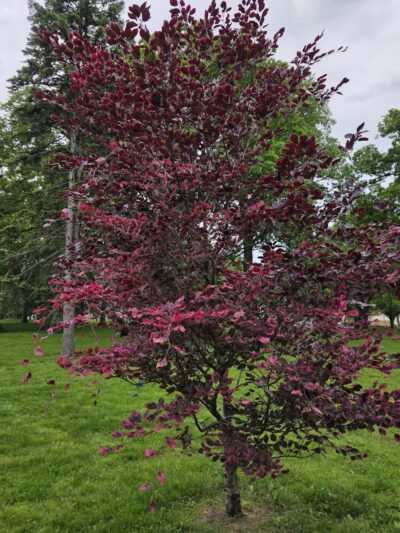 Close Park - Toledo, OH