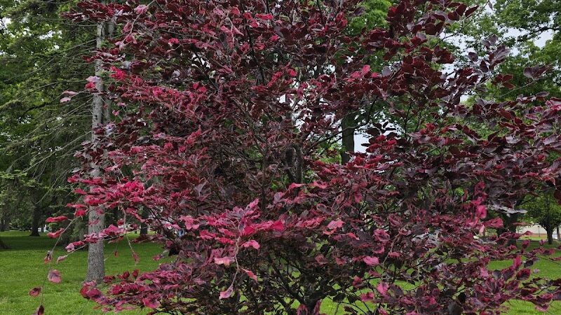 Close Park - Toledo, OH