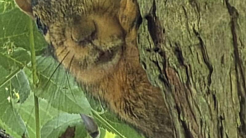 Close Park - Toledo, OH