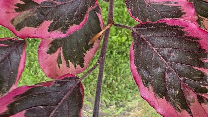 Close Park - Toledo, OH