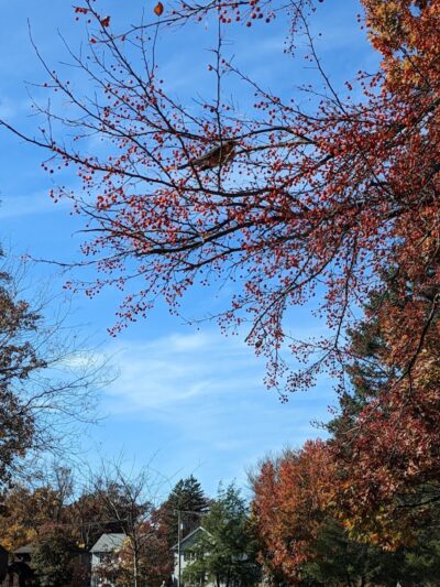 Close Park - Toledo, OH