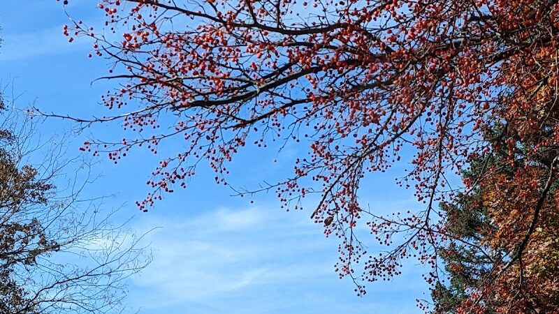 Close Park - Toledo, OH