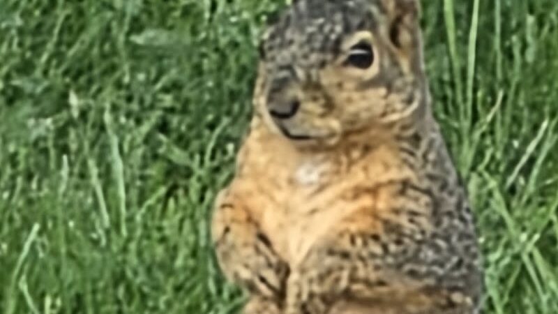 Close Park - Toledo, OH