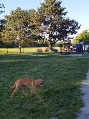 Glass City Dog Park (Membership Required) - Toledo, OH
