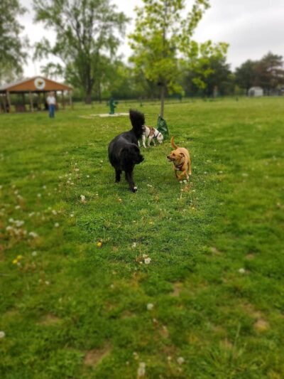 Glass City Dog Park (Membership Required) - Toledo, OH