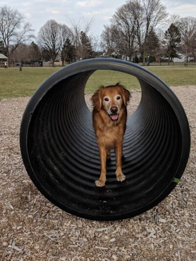 Glass City Dog Park (Membership Required) - Toledo, OH