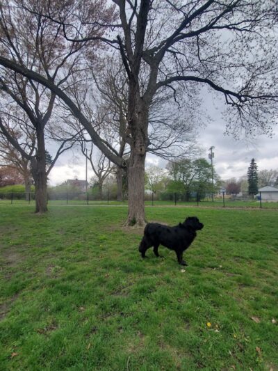 Glass City Dog Park (Membership Required) - Toledo, OH