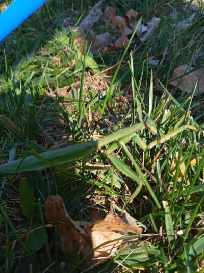 Liberty Park - Toledo, OH