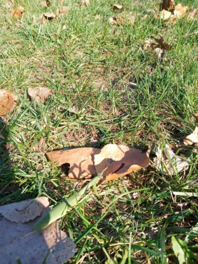 Liberty Park - Toledo, OH