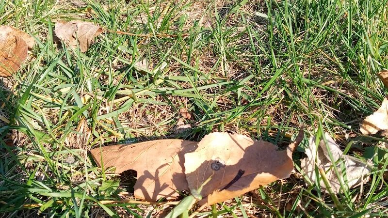 Liberty Park - Toledo, OH