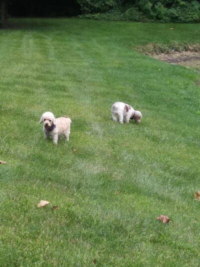 Liberty Park - Toledo, OH