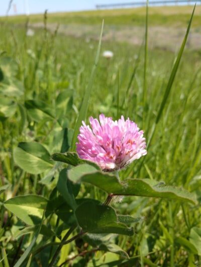 Liberty Park - Toledo, OH