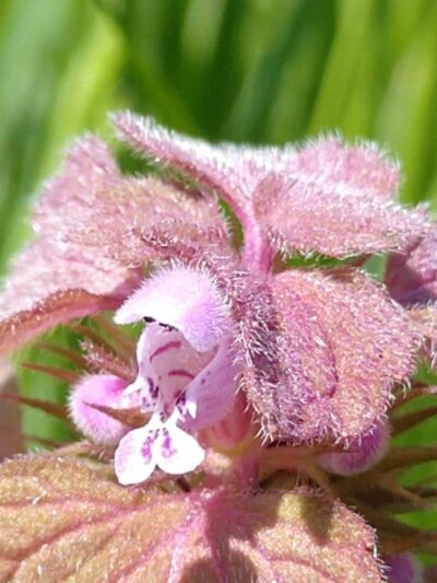 Liberty Park - Toledo, OH