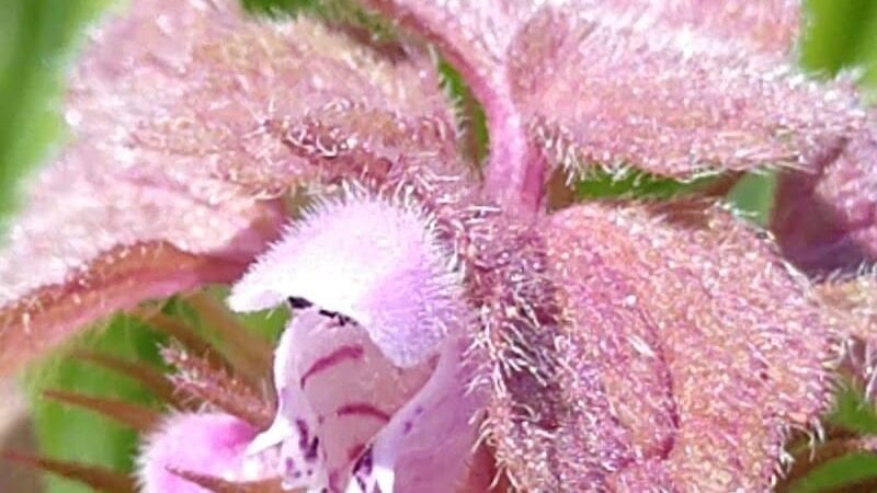 Liberty Park - Toledo, OH