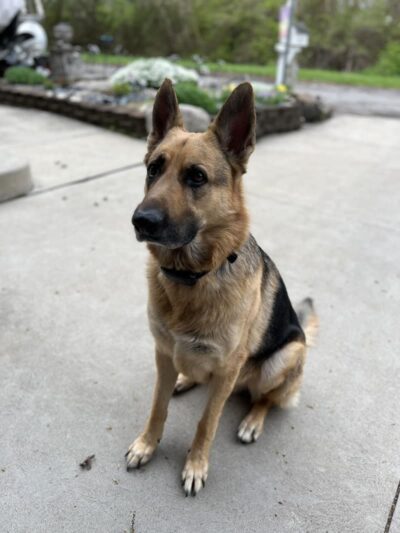 Middlegrounds Dog Park - Toledo, OH