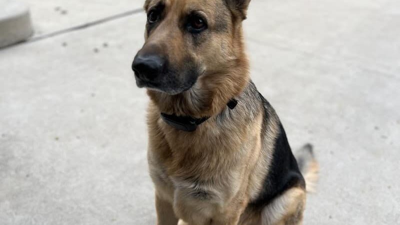 Middlegrounds Dog Park - Toledo, OH
