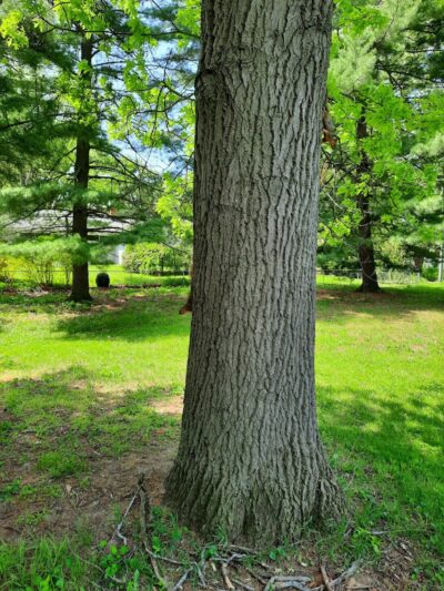 Pine Glen Park - Toledo, OH