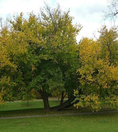 Pine Glen Park - Toledo, OH