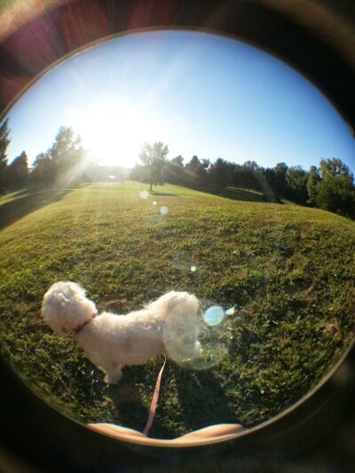 Pine Glen Park - Toledo, OH
