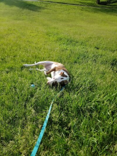 Pine Glen Park - Toledo, OH